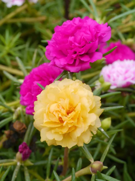 Λουλούδι Portulaca στον κήπο — Φωτογραφία Αρχείου