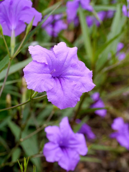 Couleur violette de la fleur en été . — Photo