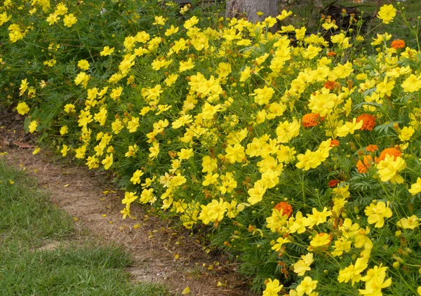 Cosmo fiori in giardino. — Foto Stock