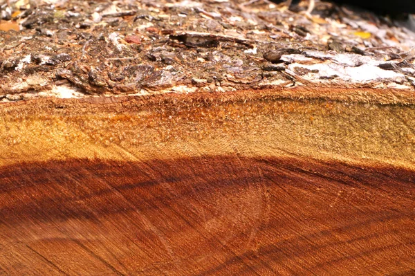 Textura de madeira para fabricação de móveis — Fotografia de Stock