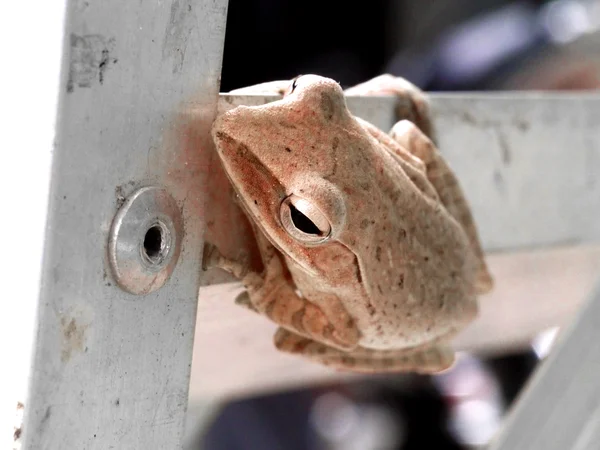 Mappa treefrog (Hypsiboas geographicus) Zona tropicale, Thailandia . — Foto Stock