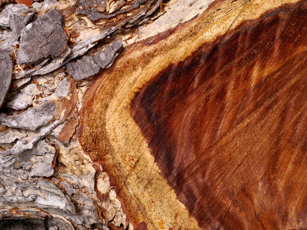Tekstury drewna do produkcji mebli — Zdjęcie stockowe