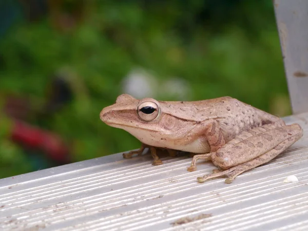 アオガエルのなかま (hypsiboas geographicus) 熱帯地帯、タイ地図します。. — ストック写真