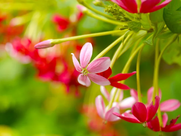 Sweet flowers, Quisqualis indica also known as the Chinese honey suckle — Stock Photo, Image