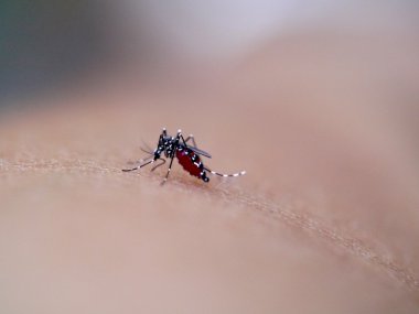 aşırı makro insan Kan emme sivrisinek