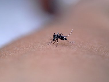 aşırı makro insan Kan emme sivrisinek