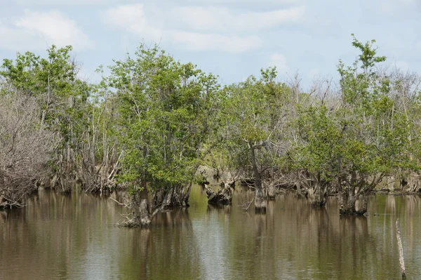 Bosque de manglares selva tropical tópica — Foto de Stock
