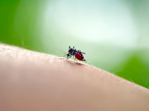 Комарі смокче людську кров на крайньому макросі — стокове фото