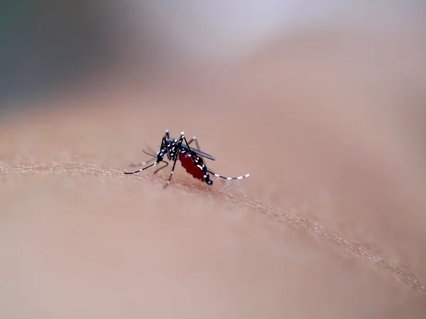 Moustique sucer le sang humain sur macro extrême — Photo