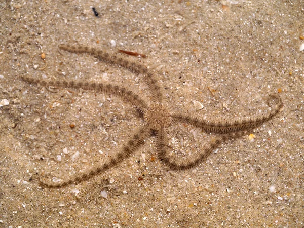 Estrella de mar en una playa de arena —  Fotos de Stock