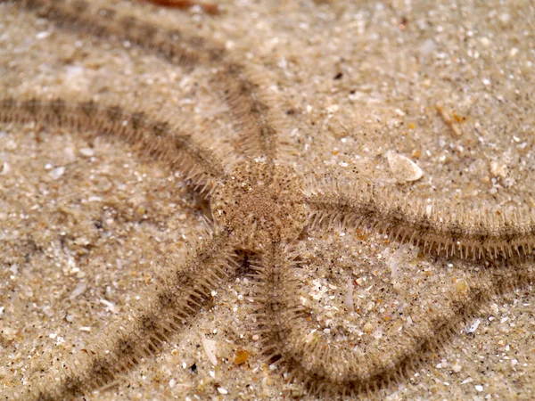 Étoile de mer sur une plage de sable — Photo