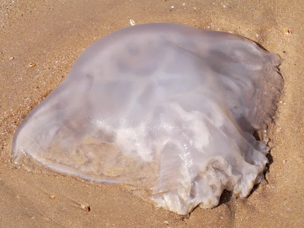Мертва медуза на пляжі . — стокове фото