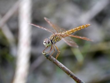 Kırmızı ve sarı yusufçuk dinlenme