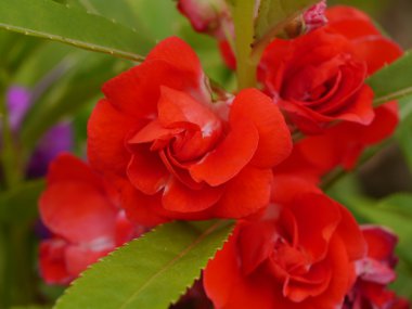Kırmızı Bahçe balsam, impatiens balsamina linn Çiçek Bahçe