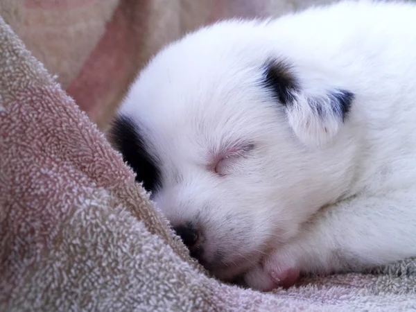 Baby hund sova. — Stockfoto