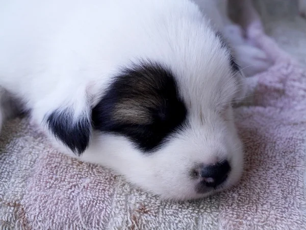 Μωρό στον ύπνο του σκύλου. — Φωτογραφία Αρχείου