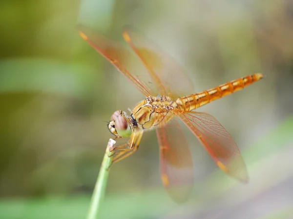 Vila röda och gula dragonfly — Stockfoto