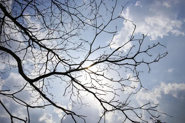 Siluetas árboles muertos. Fondo del cielo . — Foto de Stock