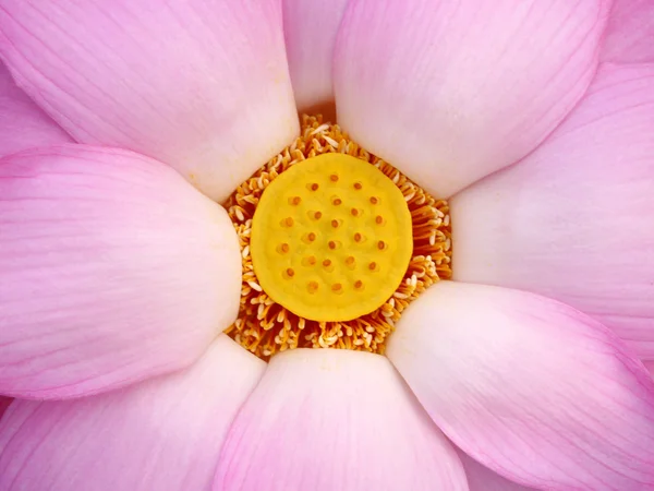 Water lily in Lotus Museum, Thailand — Stock Photo, Image