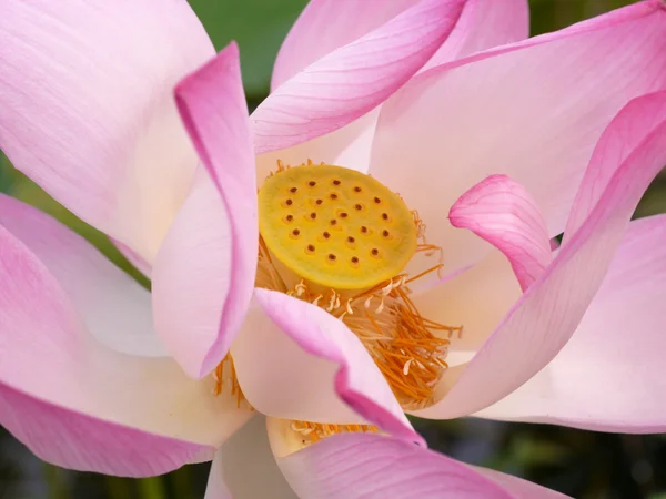 Näckros i lotus museum, thailand — Stockfoto
