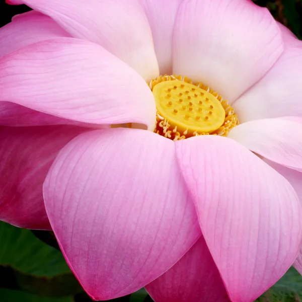 Water lily in Lotus Museum, Thailand — Stockfoto