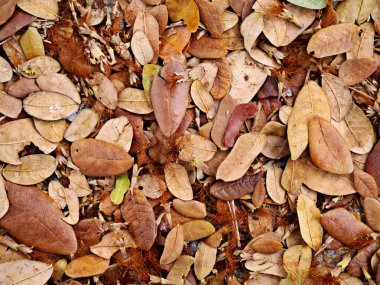 yapraklar sonbaharda yere