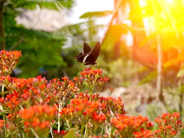 Butterfly on red flower in the garden. — Stock Photo, Image