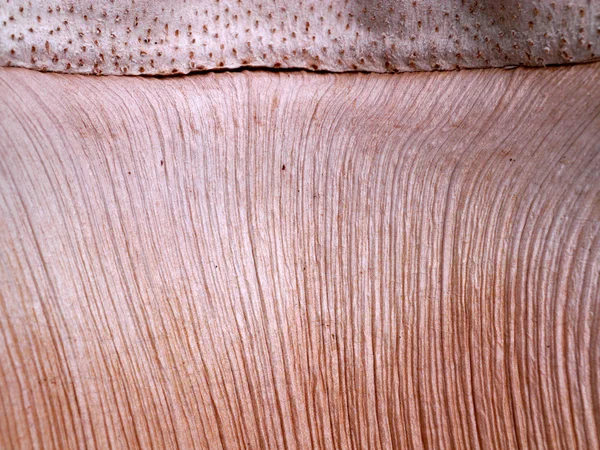 Vzorované povrchu kůry. — Stock fotografie