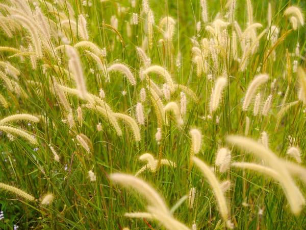 Flower grass impact sunlight. — Stock Photo, Image