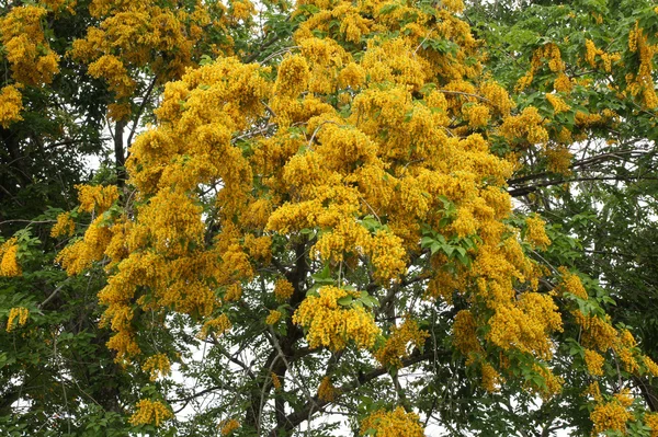 Piękny kwiat, żółty kolor kwiat azotu lub motyle dzienne — Zdjęcie stockowe