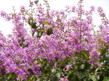 Purple flowers of Bungor. (Scientific name Lagerstroemia floribu clipart
