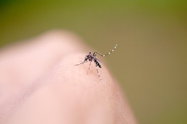 Mosquito sucking human blood on extreme macro clipart