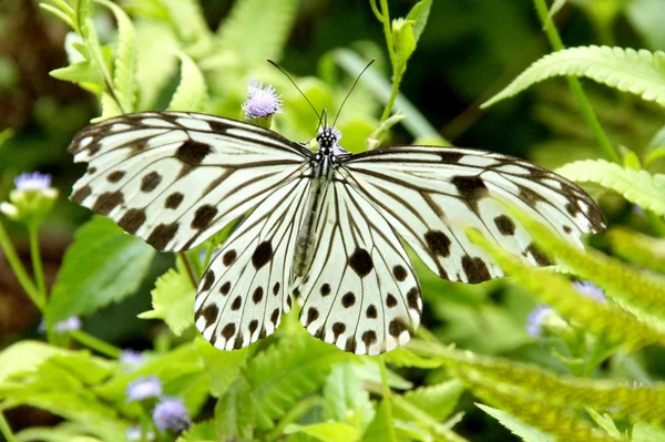 Farfalle bianche nere in natura . — Foto Stock