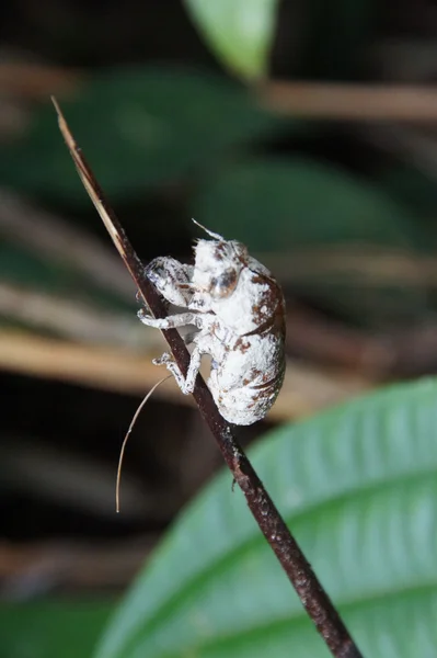 Molt Kabóca — Stock Fotó