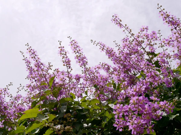 Purple flowers of Bungor. (Scientific name Lagerstroemia floribu — Stock Photo, Image
