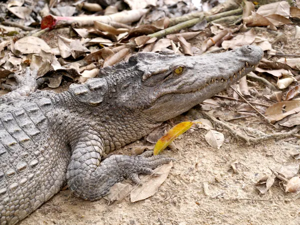 Zoetwaterkrokodil — Stockfoto