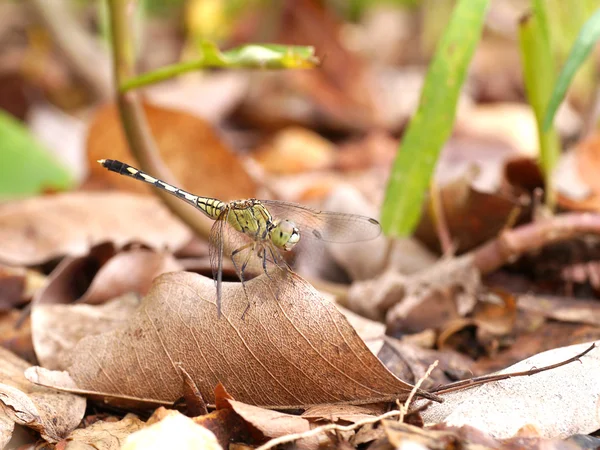 Resting black and yellow dragonfly — Stock Photo, Image