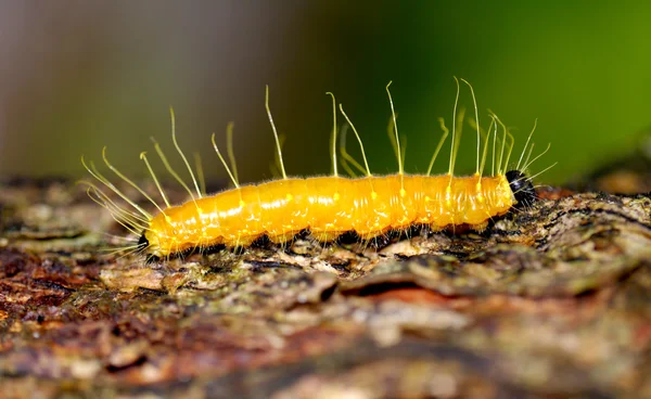 Vermi gialli su albero marrone. — Stockfoto