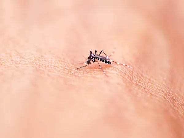 Zanzara succhiare il sangue umano su estrema macro — Foto Stock