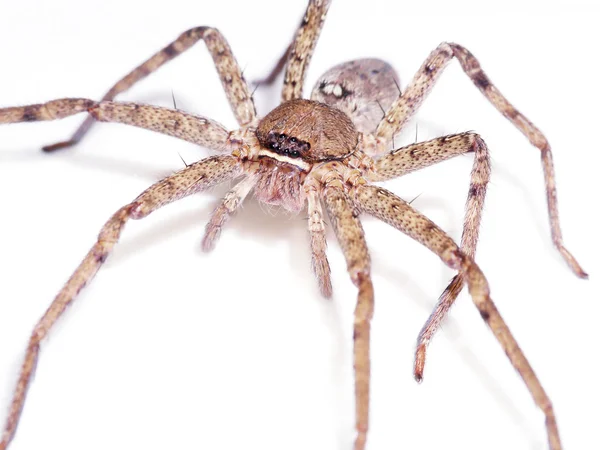 Brown spider on white background. — Stock Photo, Image