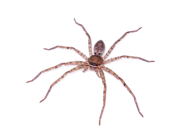 白色背景上的棕色蜘蛛. — 图库照片