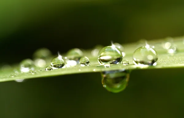 Fresh grass with dew drops close up — Stock Photo, Image