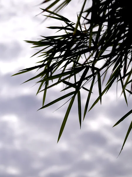 Bambusové listy pozadí s mraky. — Stock fotografie