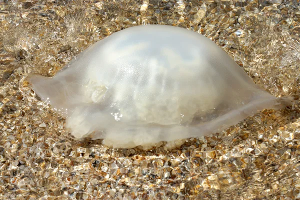 Jellyfish on the beach, Thailand. — Stock Photo, Image