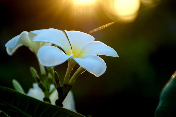 Белые цветы Frangipani утром . — стоковое фото