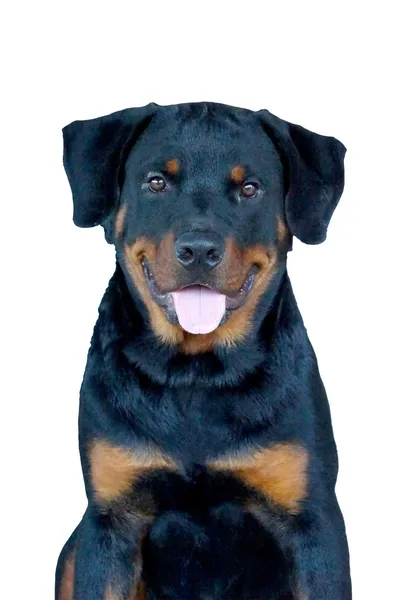 Porträtt av rottweiler — Stockfoto