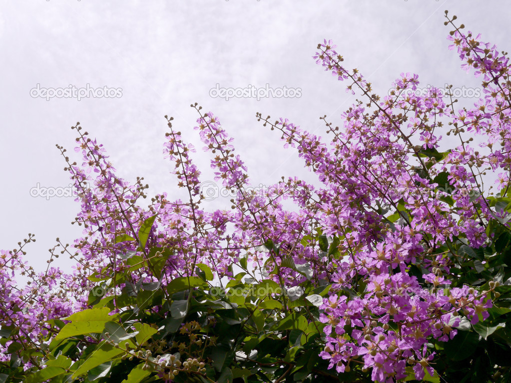 Purple flowers of Bungor. (Scientific name Lagerstroemia floribu