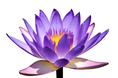 gölet üzerinde çiçek lotus çiçeği