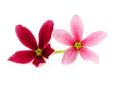 Kırmızı ve pembe çiçek rangoon sarmaşık.