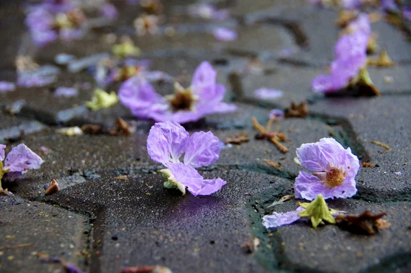 Bungor lila virágok. (tudományos név lagerstroemia floribu — Stock Fotó